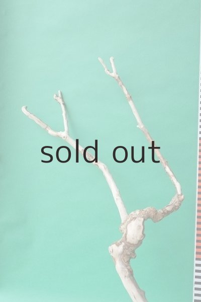 画像7: 枝流木 (7)