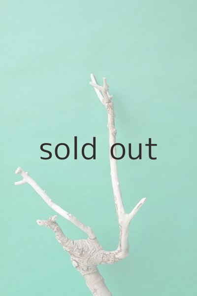 画像3: 枝流木 (3)