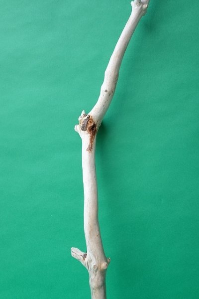 画像3: 枝流木 (3)