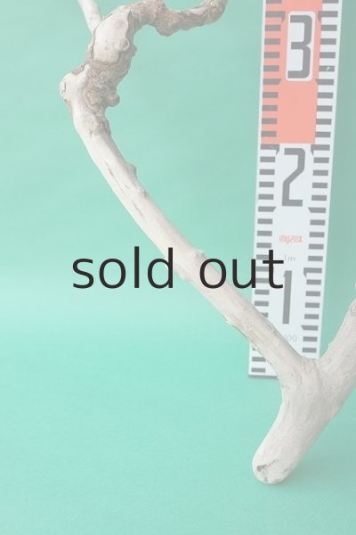 画像6: 枝流木 (6)