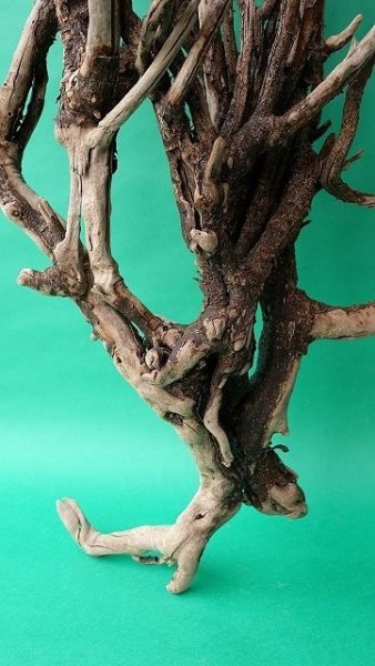 画像2: 流木根（中型） (2)
