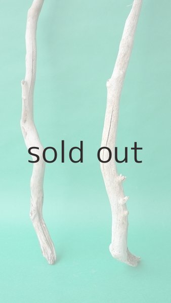 画像2: 枝流木 (2)