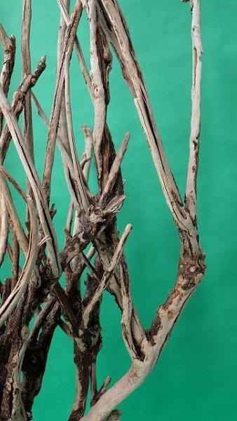 画像10: 流木根（中型） (10)