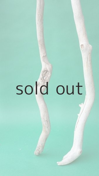 画像6: 枝流木 (6)