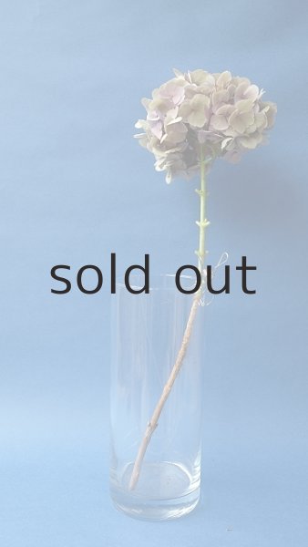 画像2: Dry plants for decor ドライアジサイ (2)