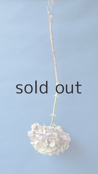 画像4: Dry plants for decor ドライアジサイ (4)