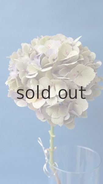 画像3: Dry plants for decor ドライアジサイ (3)