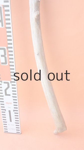 画像5: 棒流木 (5)