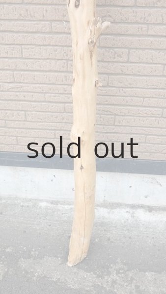 画像2: 幹流木 (2)