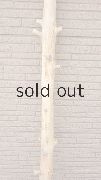 画像3: 幹流木 (3)