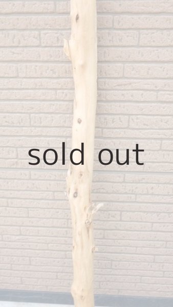 画像3: 幹流木 (3)