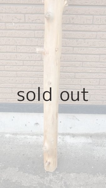 画像2: 幹流木 (2)