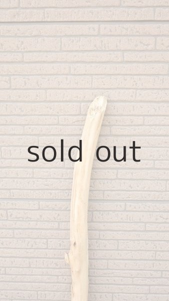 画像4: 幹流木 (4)