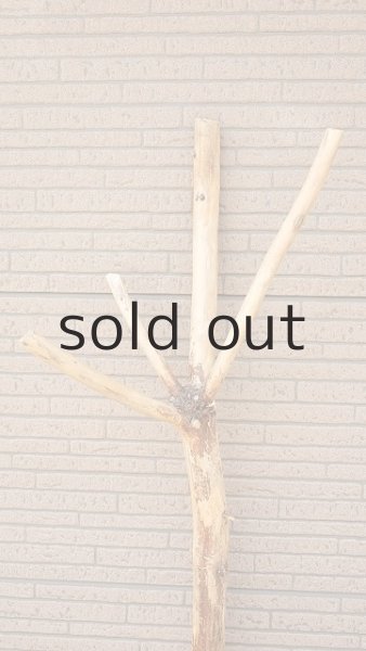 画像4: 幹流木 (4)