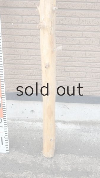 画像5: 幹流木 (5)