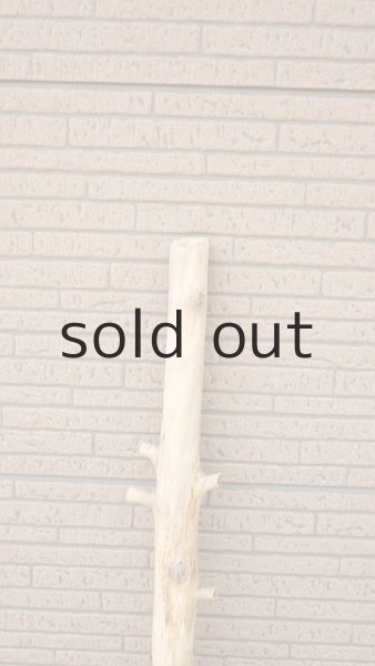 画像4: 幹流木 (4)