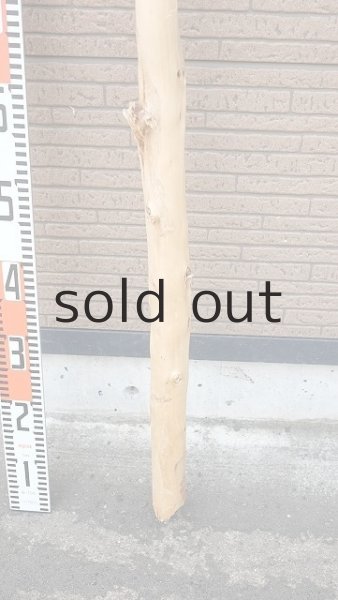 画像5: 幹流木 (5)