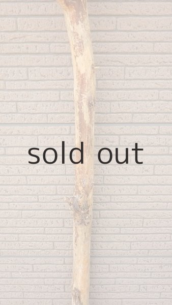 画像3: 幹流木 (3)