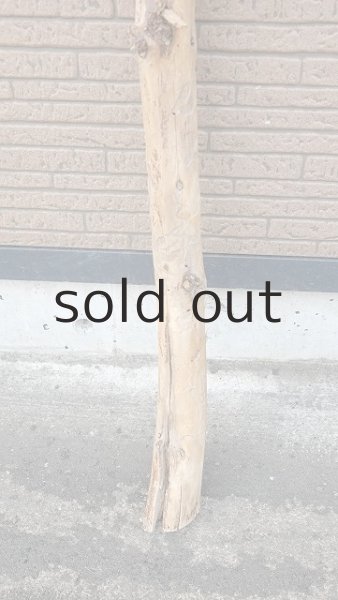 画像2: 幹流木 (2)