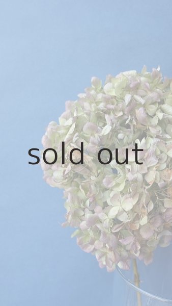 画像2: Dry plants for decorドライアジサイ (2)