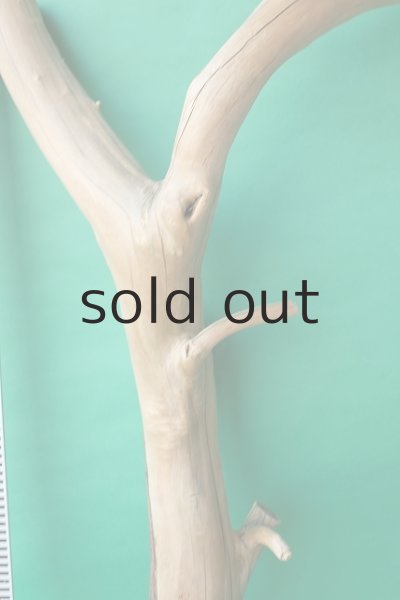 画像7: 幹流木 (7)