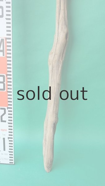 画像5: 幹流木 (5)