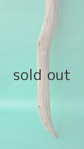 画像2: 幹流木 (2)