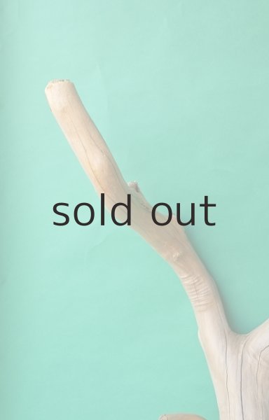 画像5: 幹流木 (5)