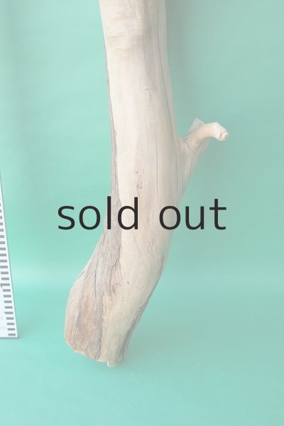 画像6: 幹流木 (6)