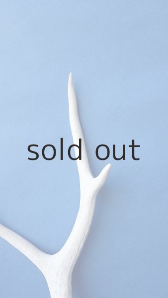 画像4: デコール用二ホンジカの角 (4)