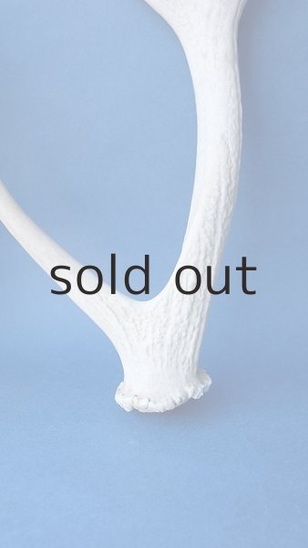 画像2: デコール用二ホンジカの角 (2)