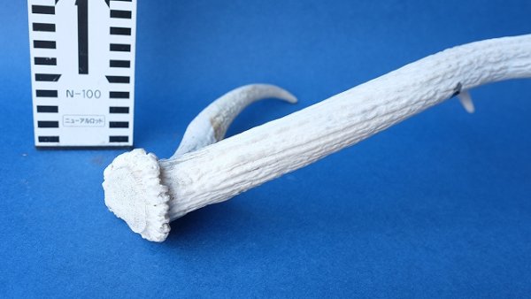 画像5: デコール用二ホンジカの角 (5)