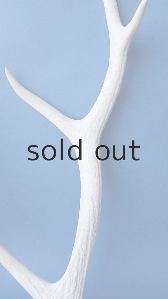 画像3: デコール用二ホンジカの角 (3)