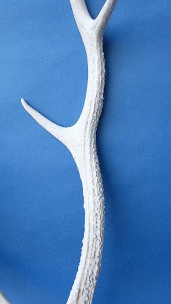 画像3: デコール用二ホンジカの角 (3)