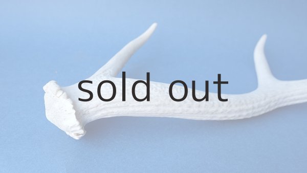 画像5: デコール用二ホンジカの角 (5)