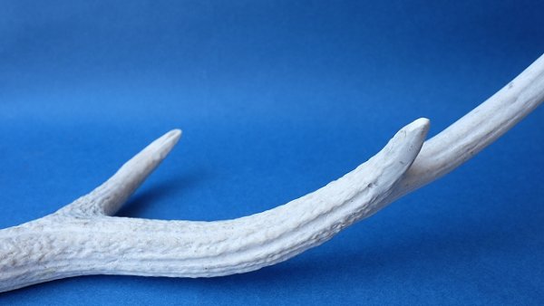 画像6: デコール用二ホンジカの角 (6)