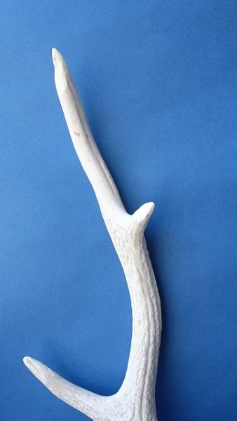 画像4: デコール用二ホンジカの角 (4)