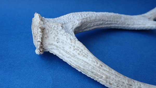 画像6: デコール用二ホンジカの角 (6)