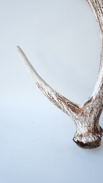 画像2: デコール用二ホンジカの角 (2)