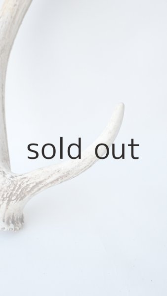 画像3: デコール用二ホンジカの角 (3)