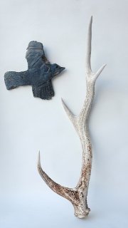 12　ニホンジカ　角　55cm 幅50cm 12 ニホンジカ 角 55cm 幅50cm
