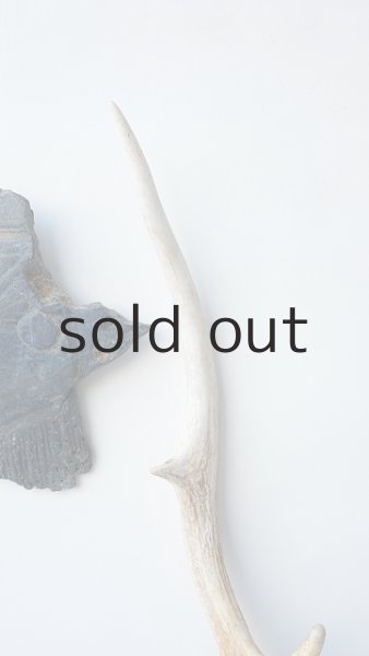 画像5: デコール用二ホンジカの角 (5)