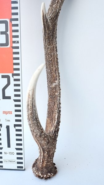 画像5: デコール用二ホンジカの角 (5)