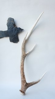 剣山の鹿の角