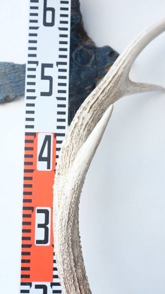 画像7: デコール用二ホンジカの角 (7)