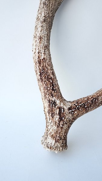 画像2: デコール用二ホンジカの角 (2)