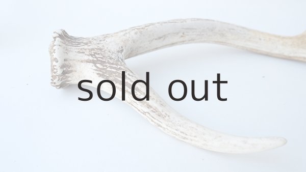 画像9: デコール用二ホンジカの角 (9)