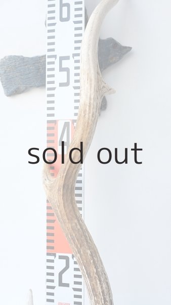 画像7: デコール用二ホンジカの角 (7)