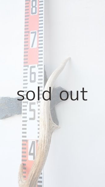 画像8: デコール用二ホンジカの角 (8)