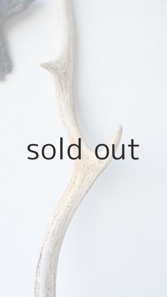 画像4: デコール用二ホンジカの角 (4)